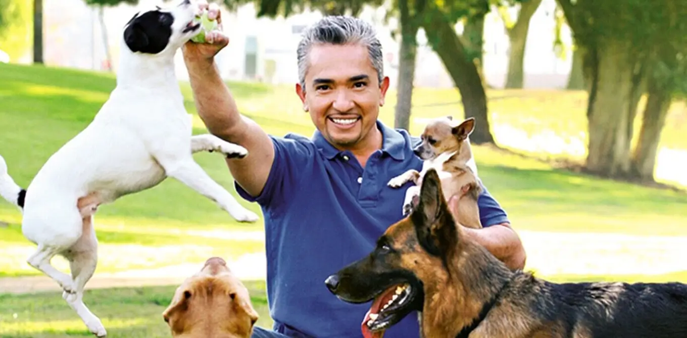 how to contact cesar millan for dog training